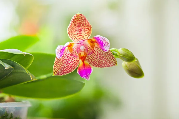 Belle Orchidée Dans Pot Sur Fenêtre — Photo