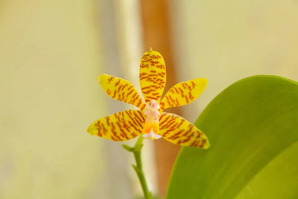 Orquídea Rara Bonita Pote Fundo Neutro — Fotografia de Stock