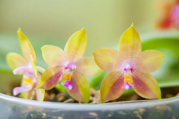 Bank Egy Elmosódott Háttér Gyönyörű Ritka Orchidea — Stock Fotó