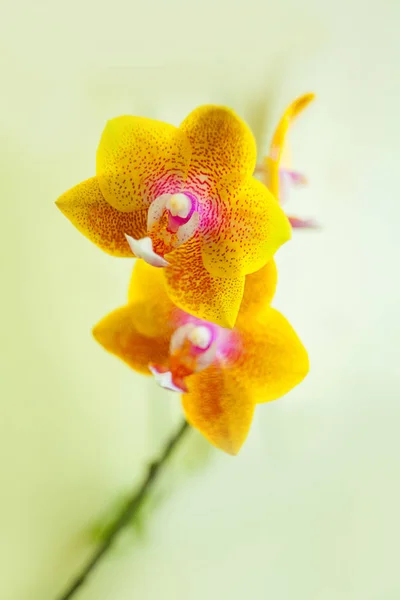Belle Orchidée Rare Dans Pot Sur Fond Jaune — Photo