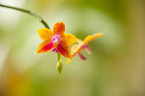 Belle Orchidée Rare Dans Pot Sur Fond Flou — Photo