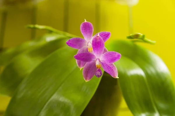 Krásné Vzácné Orchideje Hrnci Žlutém Podkladu — Stock fotografie