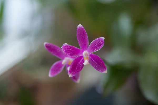 Belle Orchidée Rare Dans Pot Sur Fond Flou — Photo