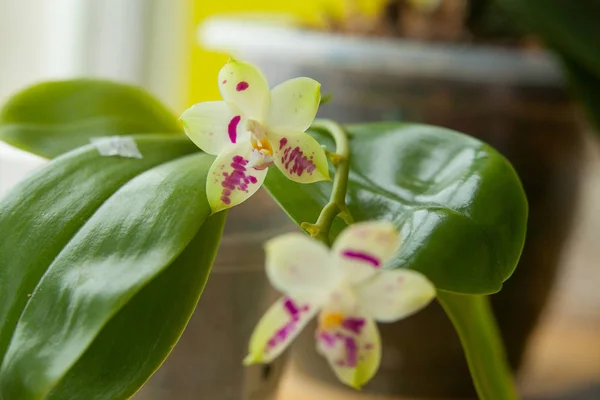 Sarı Bir Arka Plan Üzerinde Bir Tencerede Güzel Nadir Orkide — Stok fotoğraf