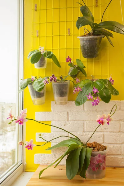 Belle Orchidée Rare Dans Pot Sur Une Fenêtre Blanche — Photo