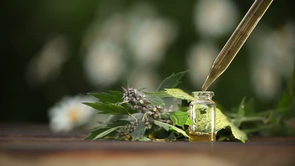 Aceite Esencial Hierba Madre Una Hermosa Botella Sobre Mesa — Vídeos de Stock