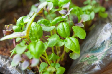 fesleğen bir bahar yeşil fidan