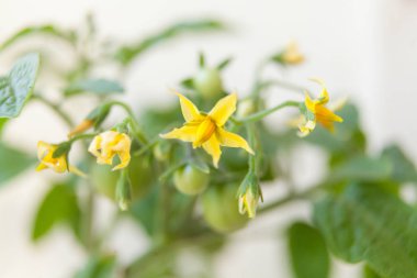 tarafsız bir arka plan üzerinde ilkbaharda çiçek açan domates