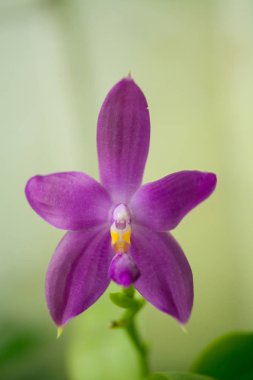 Bulanık bir arka plan üzerinde bir tencerede güzel nadir orkide