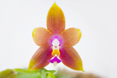 Beyaz arka planda bir tencerede nadir bulunan güzel bir orkide.