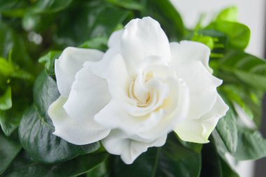 Yeşil arka planda güzel beyaz çiçek gardenyası.