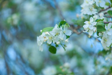 Güzel bir arka plan üzerine tomurcukları organik elma