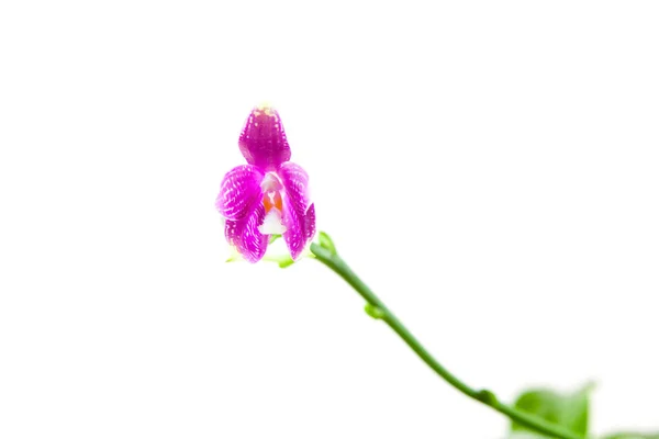 Красивая Редкая Орхидея Горшке Белом Фоне — стоковое фото