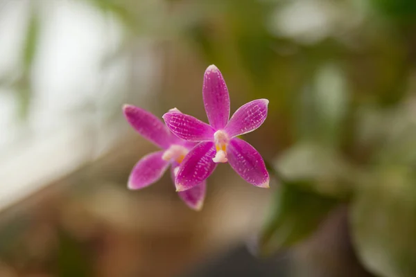 Belle Orchidée Rare Dans Pot Sur Fond Flou — Photo