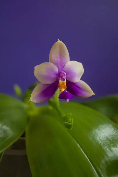 Bella Orchidea Rara Una Pentola Uno Sfondo Blu — Foto Stock