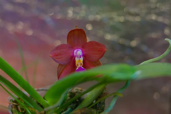 Hermosa Orquídea Rara Una Olla Sobre Fondo Borroso —  Fotos de Stock