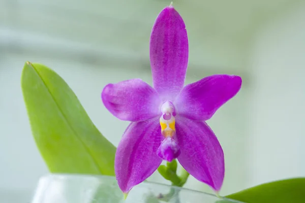 Belle Orchidée Rare Dans Pot Sur Fond Flou — Photo