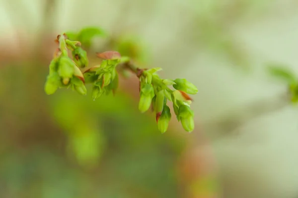 Цветущая Черника Весной Нейтральном Фоне — стоковое фото