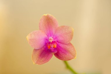 Arka plan bulanık üzerinde tencerede güzel nadir orkide