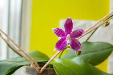 Arka plan bulanık üzerinde tencerede güzel nadir orkide