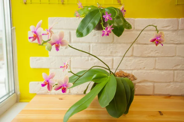 Hermosa orquídea rara en maceta sobre fondo amarillo — Foto de Stock
