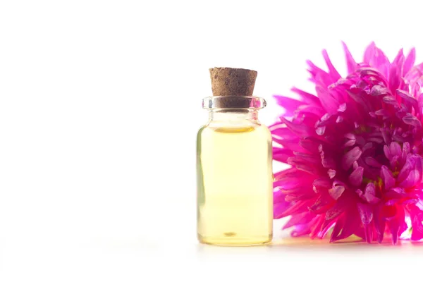 Aceite esencial de aster en hermosa botella sobre fondo blanco — Foto de Stock