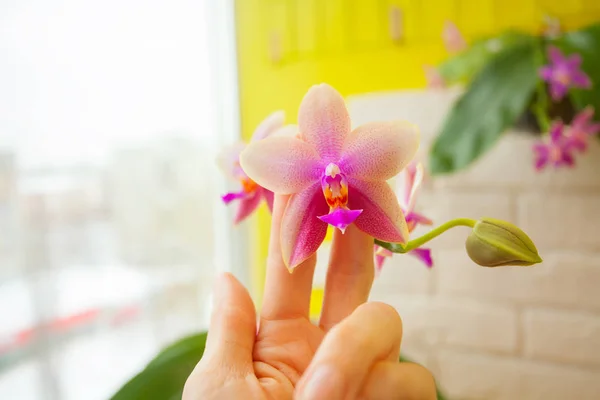 Bella orchidea rara in vaso su sfondo giallo — Foto Stock