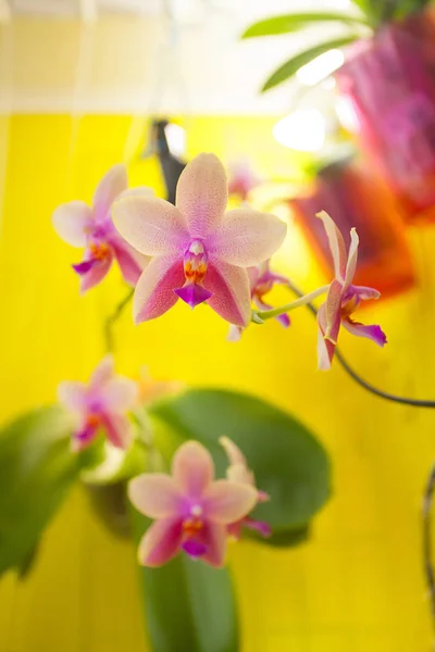 Bella orchidea rara in vaso su sfondo giallo — Foto Stock