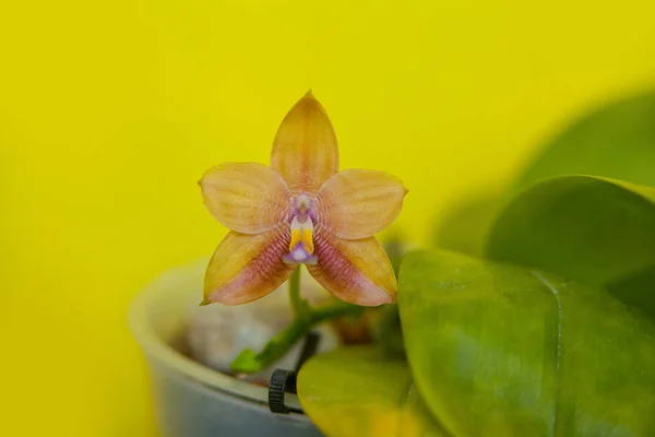 Orquídea rara bonita no potenciômetro no fundo amarelo — Fotografia de Stock