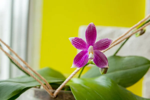Hermosa orquídea rara en maceta sobre fondo borroso — Foto de Stock