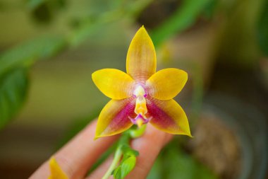 Arka plan bulanık üzerinde tencerede güzel nadir orkide