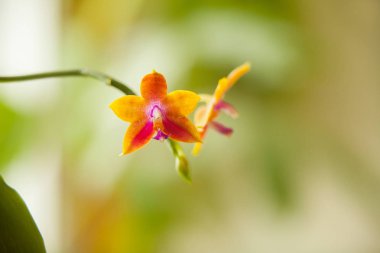 Arka plan bulanık üzerinde tencerede güzel nadir orkide