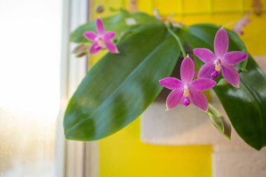 Arka plan bulanık üzerinde tencerede güzel nadir orkide