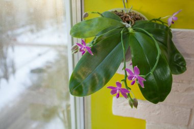 Arka plan bulanık üzerinde tencerede güzel nadir orkide