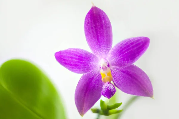 Vackra sällsynt orkidé i kruka på vit bakgrund — Stockfoto