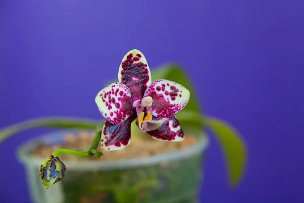 Hermosa orquídea rara en maceta sobre fondo azul —  Fotos de Stock