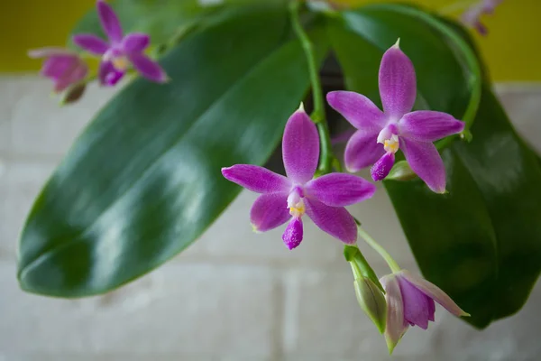 Beautiful rare orchid in pot on white background — Stock Photo, Image