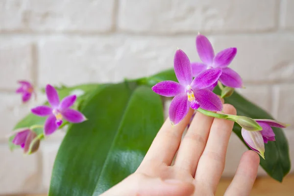 Schöne seltene Orchidee im Topf auf weißem Hintergrund — Stockfoto