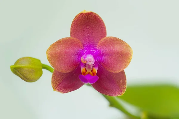 Hermosa orquídea rara en maceta sobre fondo borroso — Foto de Stock