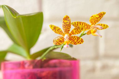 Beyaz zemin üzerine tencerede güzel nadir orkide