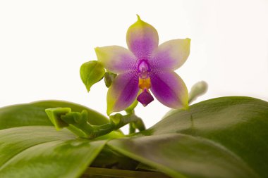 Beyaz zemin üzerine tencerede güzel nadir orkide