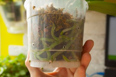 Çiftlikte bir tencerede Ochidei Phalaenopsis kökleri