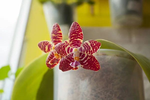 Schöne seltene Orchidee im Topf auf verschwommenem Hintergrund — Stockfoto