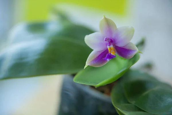 Beautiful rare orchid in pot on White background — Stock Photo, Image