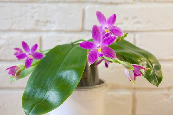 Krásné vzácné orchideje v hrnci na bílém pozadí — Stock fotografie