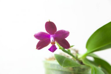 Beyaz zemin üzerine tencerede güzel nadir orkide