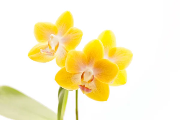 Beautiful rare orchid in pot on White background — Stock Photo, Image