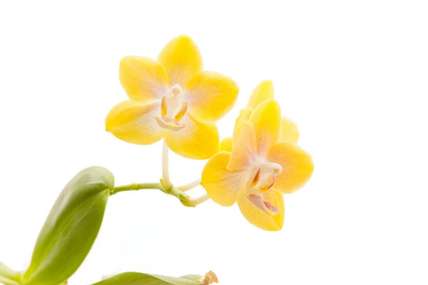 Hermosa orquídea rara en maceta sobre fondo blanco —  Fotos de Stock