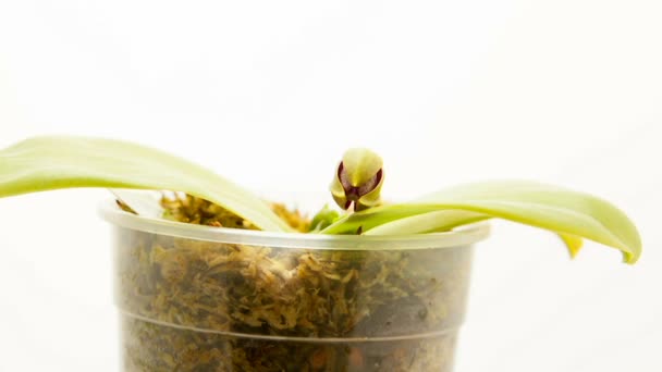 Schöne Seltene Orchidee Topf Auf Weißem Hintergrund — Stockvideo