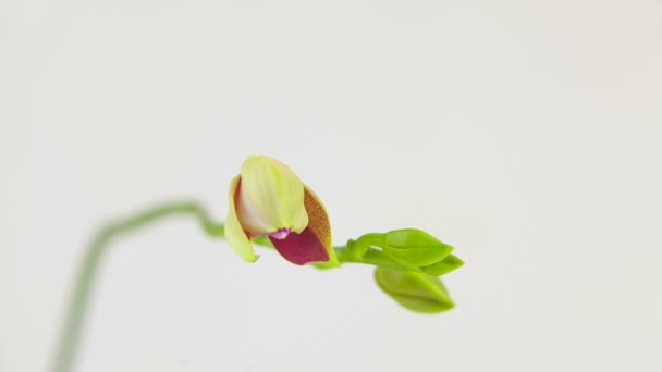 Hermosa Orquídea Rara Maceta Sobre Fondo Blanco — Vídeo de stock
